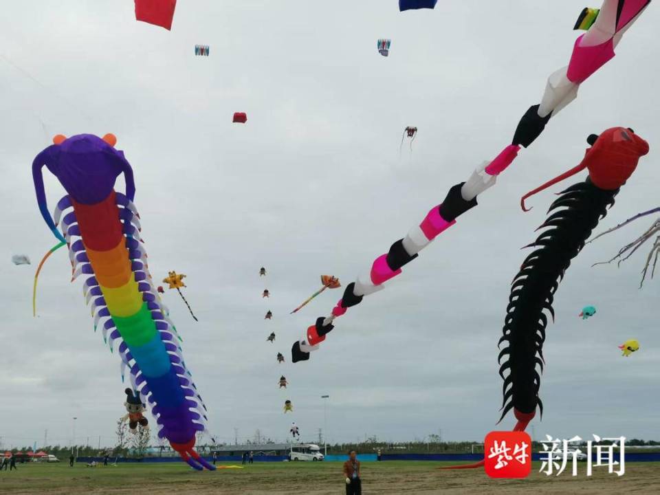 龙串类, 软体类 龙串类, 软体类